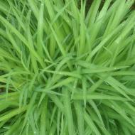 Green!