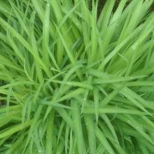 Green!