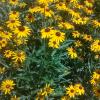Black & Gold Flowers