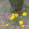 Spring Flowers