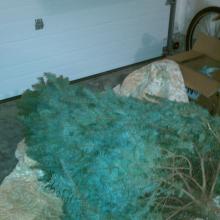 The tree has arrived
