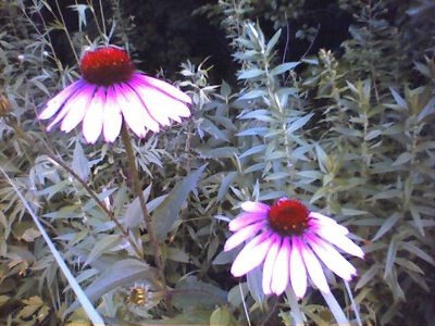 Wild Flowers