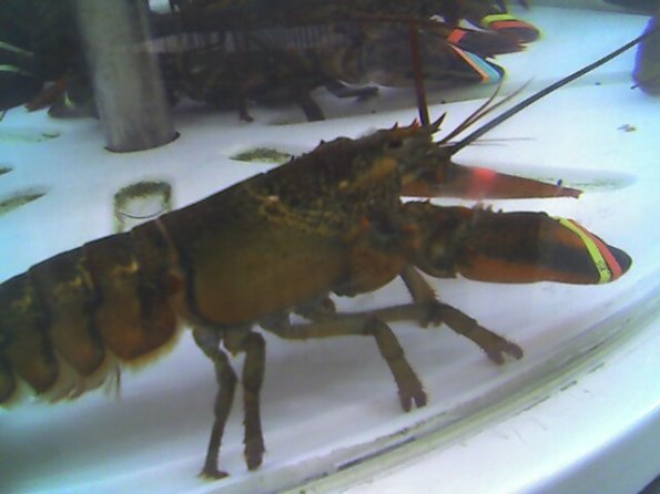 Lobster