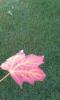 Leaf