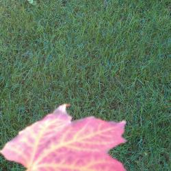 Leaf