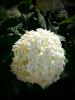 Snowball
