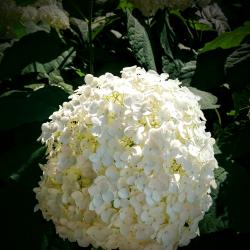 Snowball