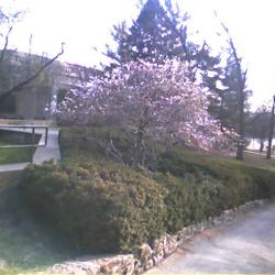 Bloom