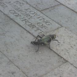 Giant bug