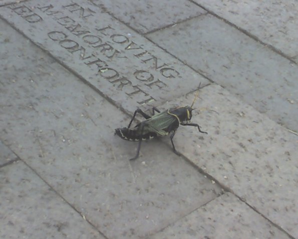 Giant bug