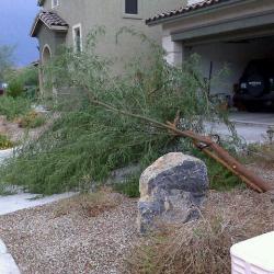 Storm: 1 Tree: 0