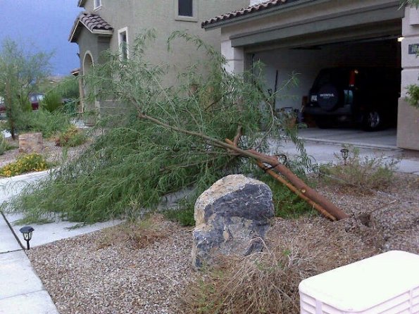 Storm: 1 Tree: 0