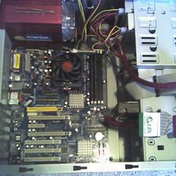 New guts