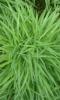 Green!