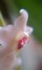 Drippy Flower