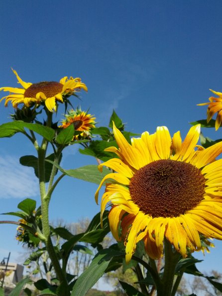 Sunflowers