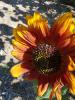Fall Sun