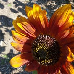 Fall Sun