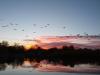 Sunset Geese
