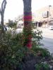 More Tree Sweaters