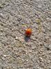 December Bug