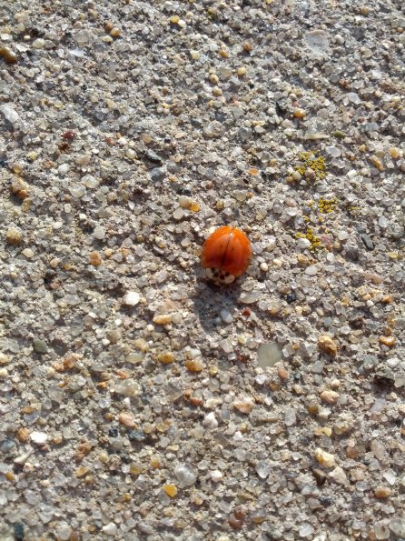 December Bug