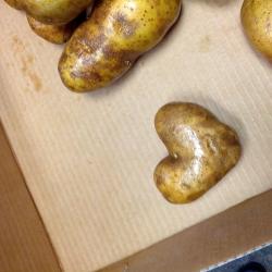 Potato Love
