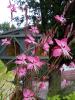 Pretty Flooooowers