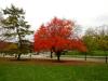 Glowing Fall Colors