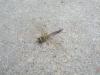 Bug