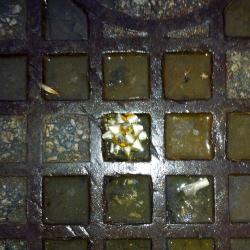 Gift Grid