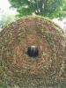 Sod Swirl