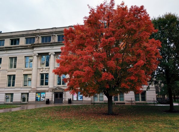 Fall Colors
