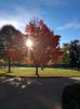 I like this tree.