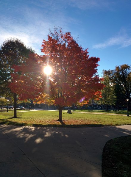 I like this tree.