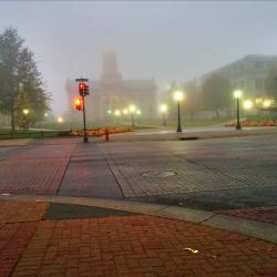 Froggy Morning