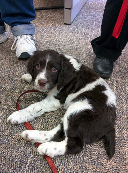 Puppy at work