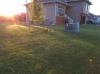 Ducks in the yard