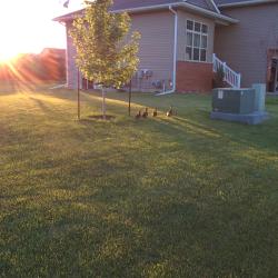 Ducks in the yard