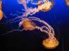 Jelly