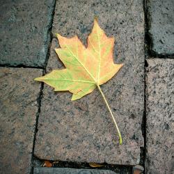 Autumn
