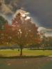 My favorite tree