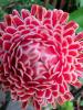 HI Flower