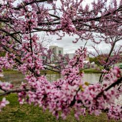 Purple, River, Silver