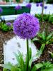Purple ball