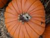 Punkin