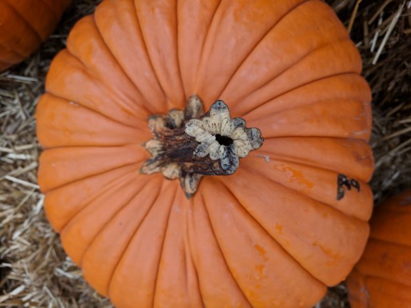 Punkin