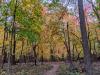 Fall Leaves