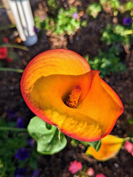 Flower