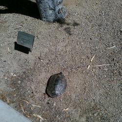 Turtle Crawling Across Campus